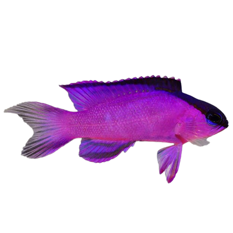 Basslets