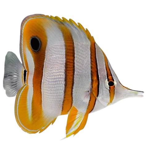 Butterflyfish