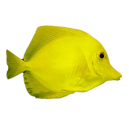 Tangs