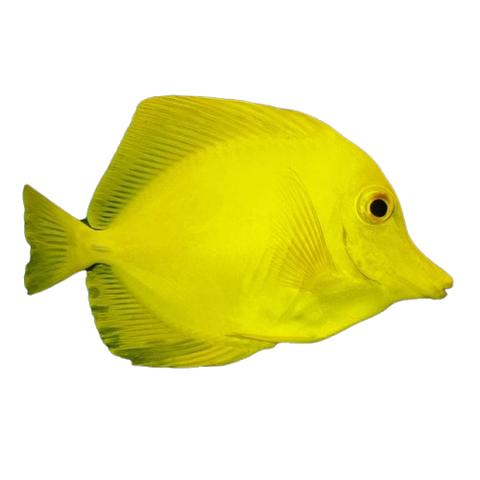 Tangs