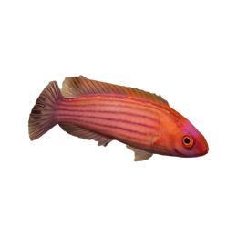 Wrasses