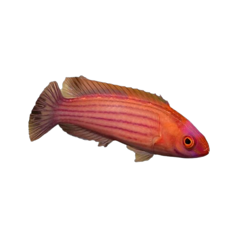 Wrasses