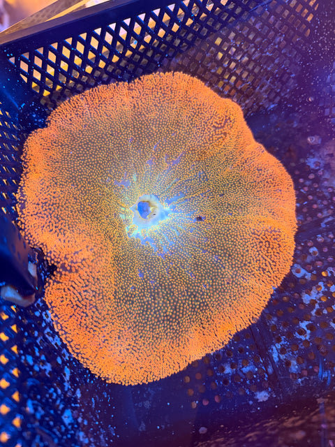 Red Carpet Anemone
