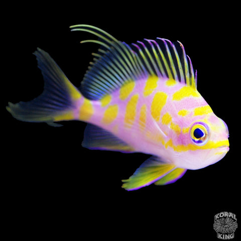 Borbonius Anthias