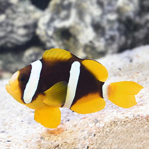 Black Clarkii Clownfish