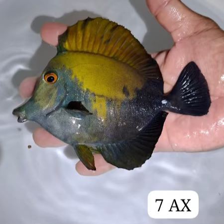 Crazy Blue Face Koi Tang (WYSIWYG)