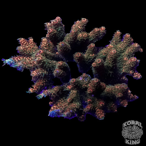 Chocolate Brownie Acropora Colony
