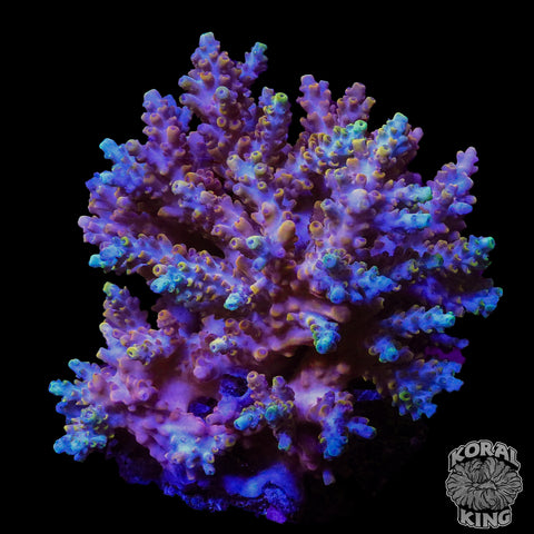 Lavender Acropora Colony