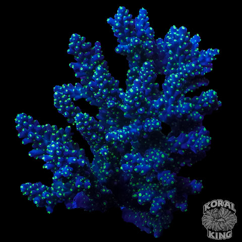 Deep Sea Acropora Colony