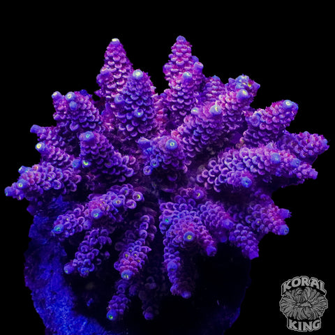 Purple Lavish Acropora Colony