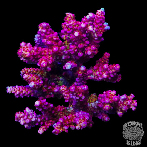 Barbie Acropora Colony