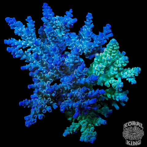 Split Personalities Acropora Colony