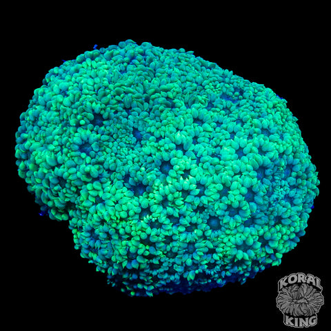 Green Lantern Gonipora Colony