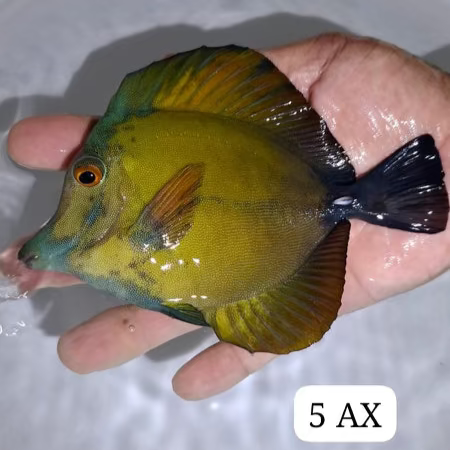 Crazy Blue Face Koi Tang (WYSIWYG)