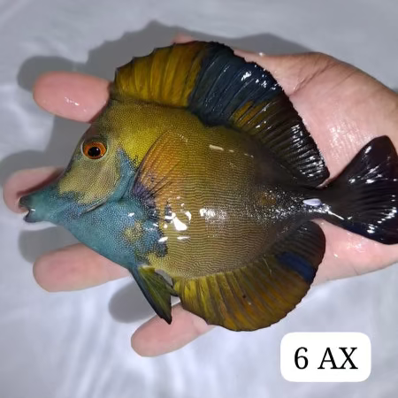 Crazy Blue Face Koi Tang (WYSIWYG)