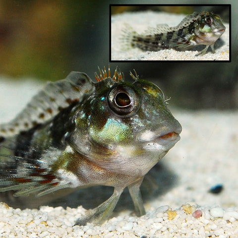 Molly Miller Blenny