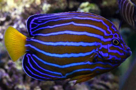 Blueline Angelfish