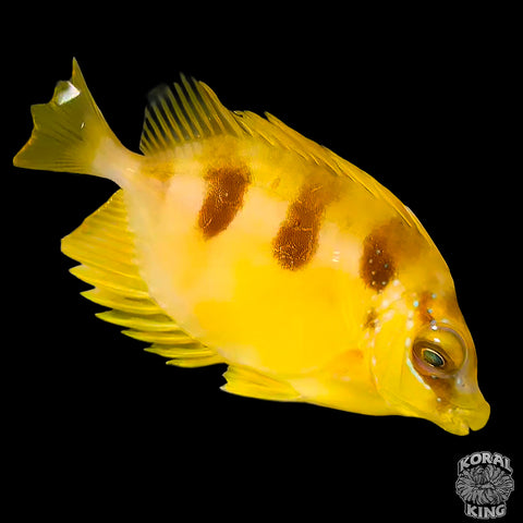 Three Spotted Rabbitfish
