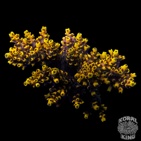 Bumblebee Acropora Colony