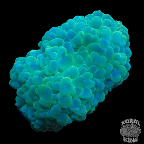 Bubble Colony