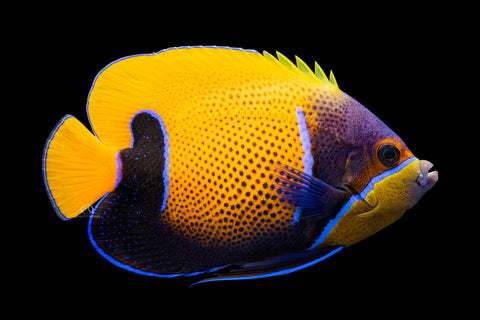 Majestic Angelfish
