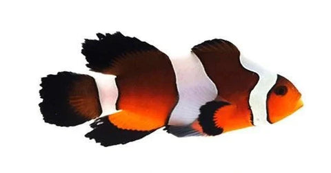 Mocha Longfin Clown