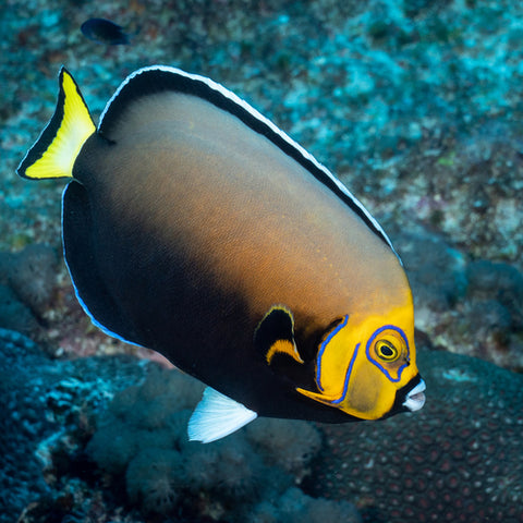 Vanderloosi Angelfish