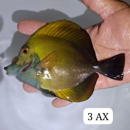 Blue Face Koi Tang (WYSIWYG)