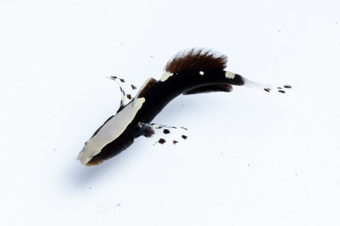 Whitecap Goby