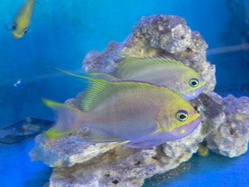 Odontanthias Katayamai (CB)
