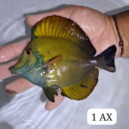 Crazy Blue Face Koi Tang (WYSIWYG)