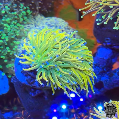 ASD Holy Grail Torch