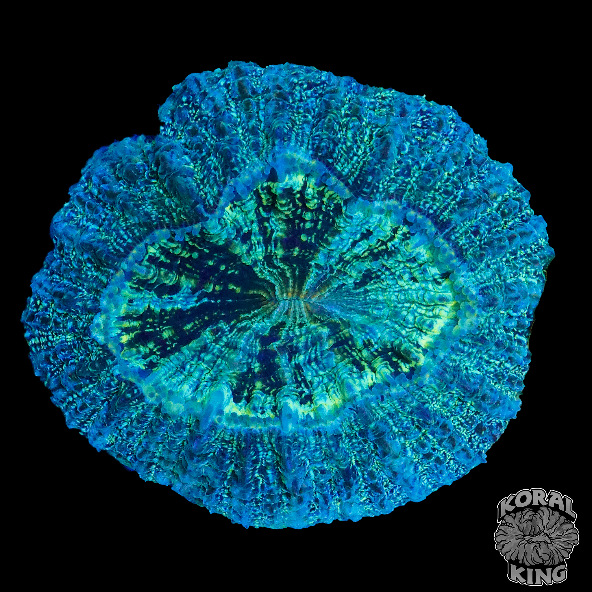 Acanthro Rbc Neptune's Radiance Acantho – Koral King