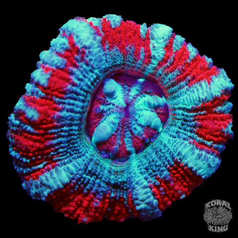 Red & Blue Asian Lord