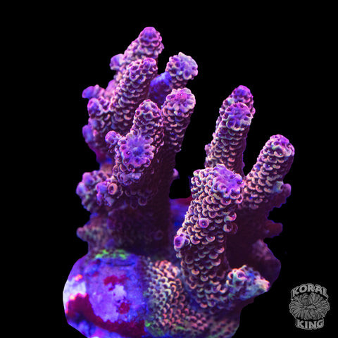 Assorted Acropora WYSIWYG