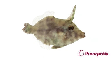 Aiptasia Eating Filefish – Proaquatix