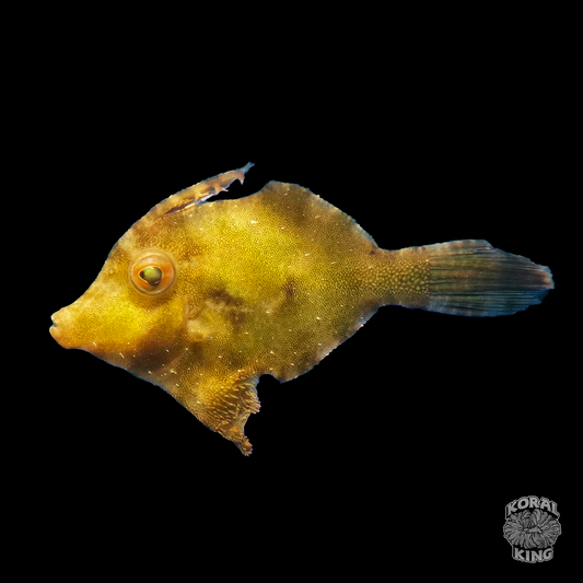 Aiptasia Eating Filefish - Koral King