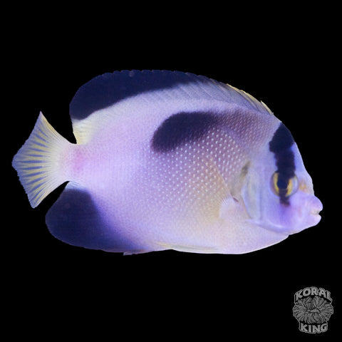 Golden Nebula Angelfish