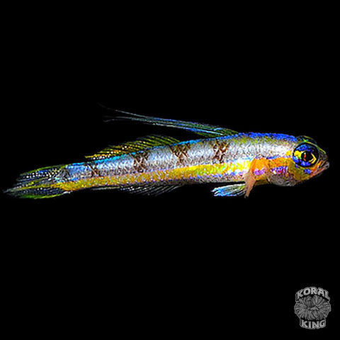 Sabre Goby