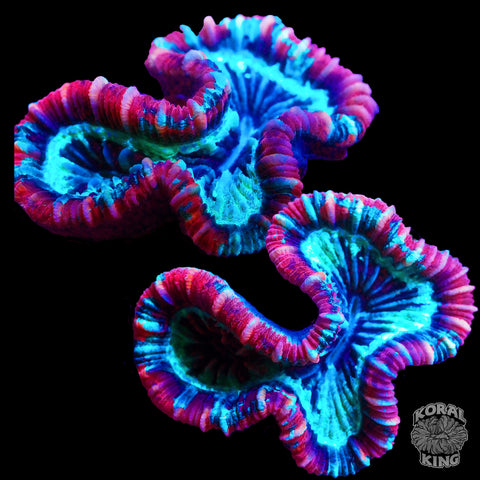 AquaCorruption Trachy