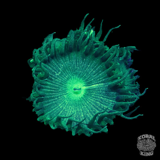 Aquagreen Zoa