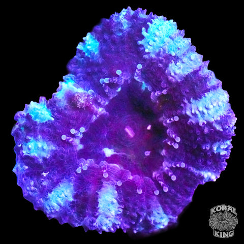 Aquatic Flame Aussie Lord