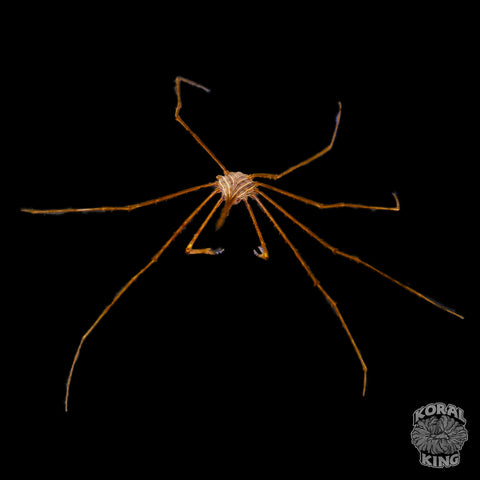 Arrow Crab