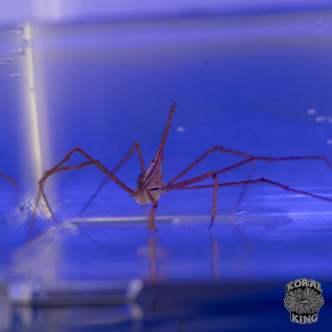 Arrow Crab