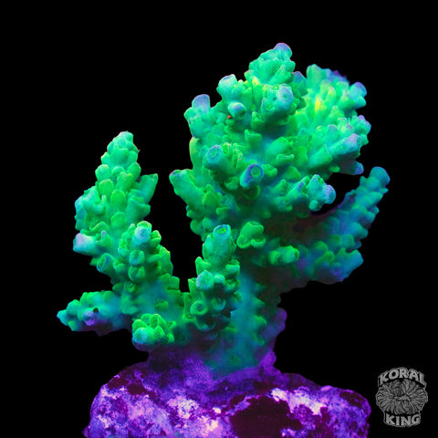 Assorted Acropora WYSIWYG