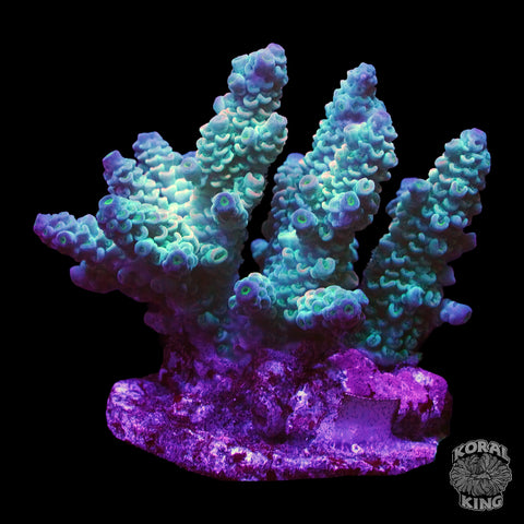 Assorted Acropora WYSIWYG