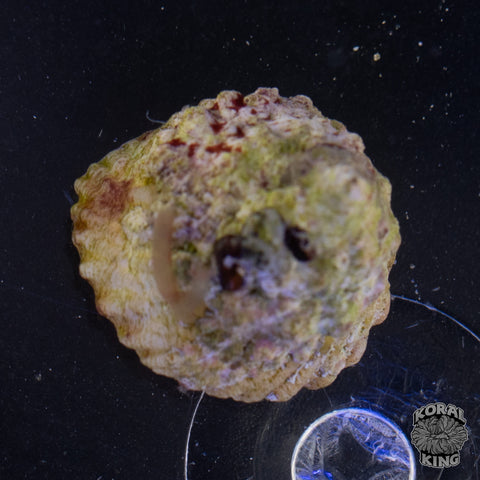 Astrea Snail