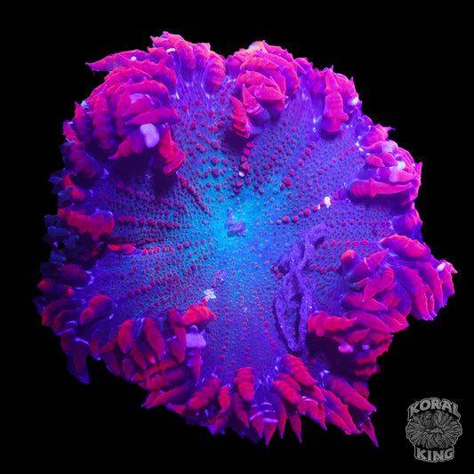 Atlantis Rock Flower