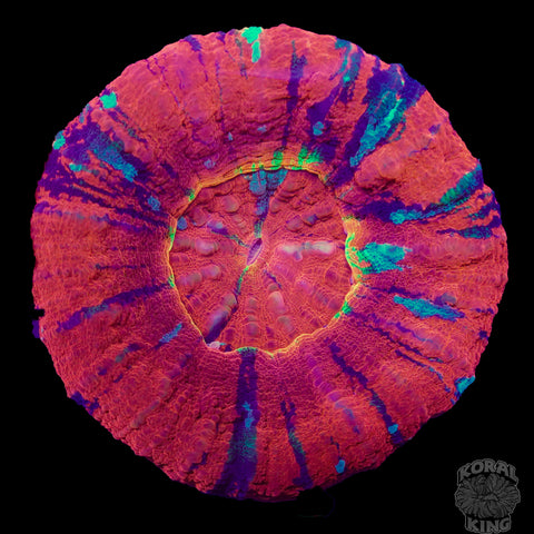 Auramax Rainbow Scoly