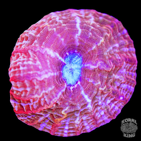 Aurora Vein Cynarina